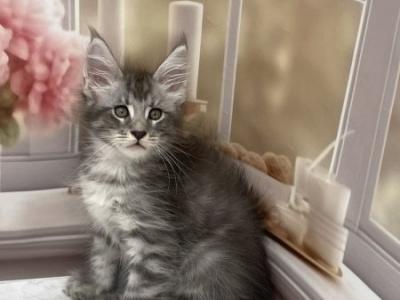 Maine Coon Alva Timur - Maine Coon - Gallery Photo #1