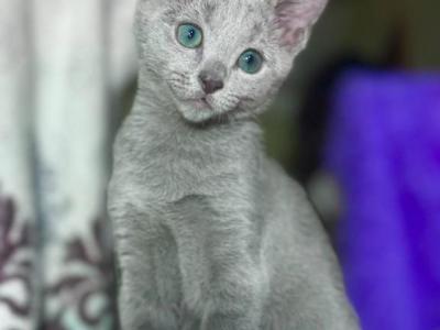 Russian Blue 1 23 - Russian Blue - Gallery Photo #1