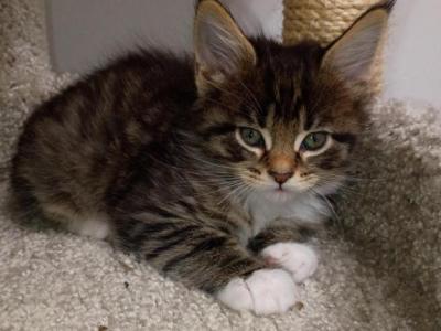 Athena - Maine Coon - Gallery Photo #1