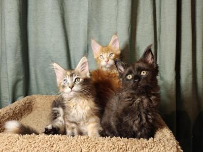 Kisacoons1M - Maine Coon - Gallery Photo #1