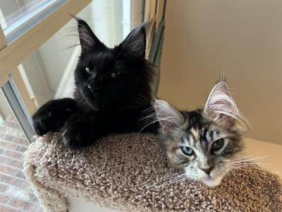 Kisacoons1 - Maine Coon - Gallery Photo #1