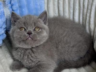 Lewis - Scottish Straight - Gallery Photo #1