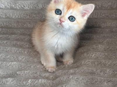 British Short Hair - British Shorthair - Gallery Photo #1