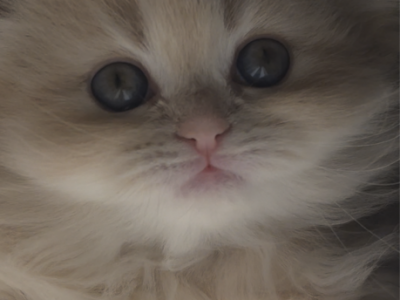 Whity - Scottish Fold - Gallery Photo #1