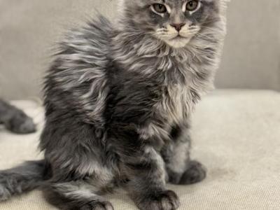 Markus Huge Baby - Maine Coon - Gallery Photo #1