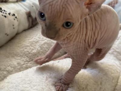 Tinker Girl Last One - Sphynx - Gallery Photo #1