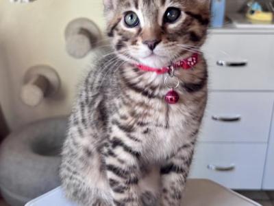 Joyful Jenkins - Maine Coon - Gallery Photo #1