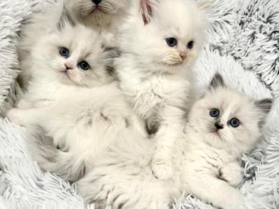 Skylar's Babies - Ragdoll - Gallery Photo #1
