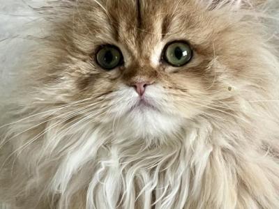 British Longhair - British Shorthair - Gallery Photo #1