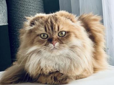 Scottish  Longhair - Scottish Fold - Gallery Photo #1