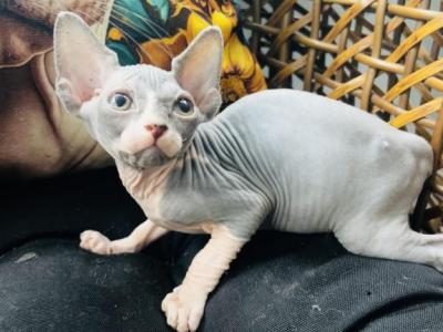 Blue Ivy - Sphynx - Gallery Photo #1
