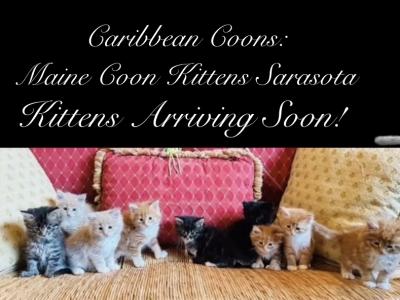 Kittens Arrived - Maine Coon - Gallery Photo #1