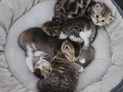 MaterDei - British Shorthair - Gallery Photo #1