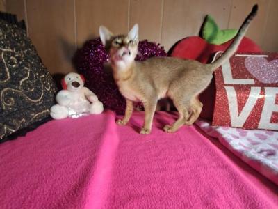 Ruddy Girl Purr Baby - Abyssinian - Gallery Photo #1