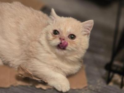 Munchkin Red Smoke Male - Munchkin - Gallery Photo #1