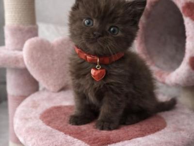 Lovey   Litter - British Shorthair - Gallery Photo #1