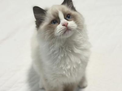 Darling Dollcats - Ragdoll - Gallery Photo #1