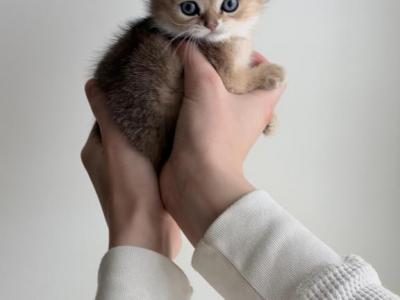 Coco And Ginger - British Shorthair - Gallery Photo #1