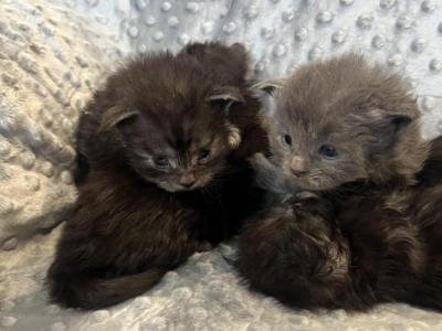 Blue Smoke Kitten - Maine Coon - Gallery Photo #1