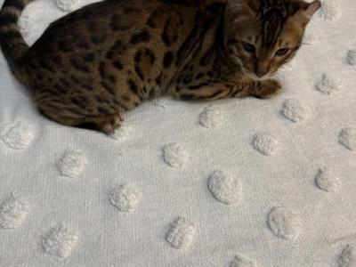 Male Bengal Kitty - Bengal - Gallery Photo #1
