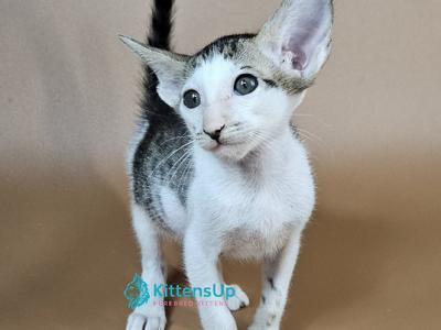 Ophelia - Oriental - Gallery Photo #1