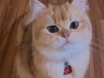 Flkitten 1 - British Shorthair - Gallery Photo #1