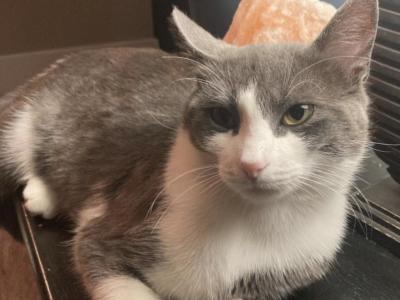 Mayo - Domestic - Gallery Photo #1