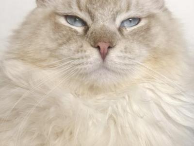 Tica Kittens Ragdolls Coming Soon - Ragdoll - Gallery Photo #1