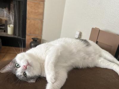 Greycie - American Shorthair - Gallery Photo #1