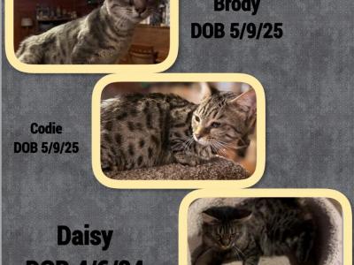 Genetta  Munchkin And Bengal Cross - Munchkin - Gallery Photo #1