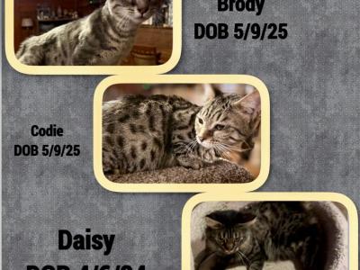 Genetta Bengal And Munchkin Cross - Bengal - Gallery Photo #1