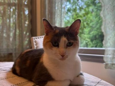 Olive - Domestic - Gallery Photo #1