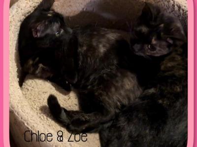 Chloe & Zoe Female Torti Munchkins - Munchkin - Gallery Photo #1