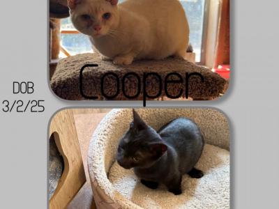 Babe & Cooper Munchkin Kittens - Munchkin - Gallery Photo #1