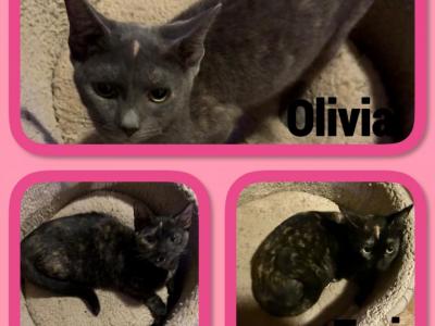 Munchkins  Sofie &  Tori &  Olivia - Munchkin - Gallery Photo #1