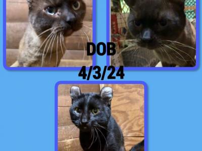 American Curl - American Curl - Gallery Photo #1