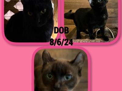 American Crurl Kittens - American Curl - Gallery Photo #1