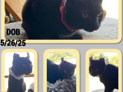 American Curl Kitties - American Curl - Gallery Photo #1