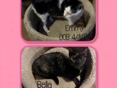 Munchkin Cats - Munchkin - Gallery Photo #1