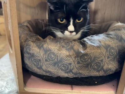 Maggie Scottish Kilt - Scottish Fold - Gallery Photo #1