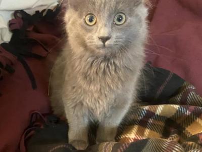 Violet Babies - Nebelung - Gallery Photo #1