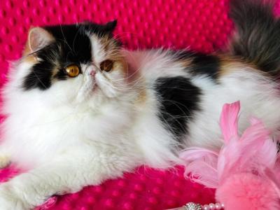 Pure Persian Calico - Persian - Gallery Photo #1
