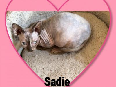 Bambino Sadie - Bambino - Gallery Photo #1