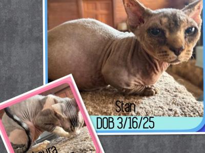 Stan - Bambino - Gallery Photo #1