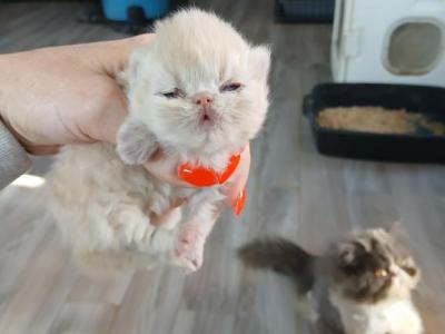 Cfa Cream Persian Male Kitten - Persian - Gallery Photo #1