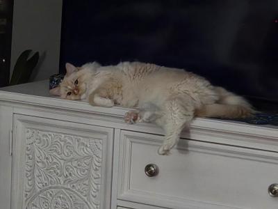 Lynx - Ragdoll - Gallery Photo #1