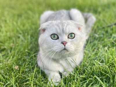 Ash - Scottish Fold - Gallery Photo #1