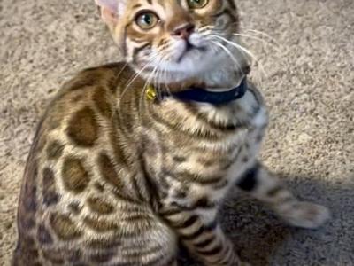 HISTORIA - Bengal - Gallery Photo #1