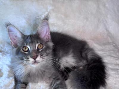 Simba Polydactyl - Maine Coon - Gallery Photo #1