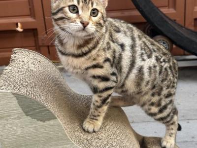 Betty TICA Reg Female - Bengal - Gallery Photo #1